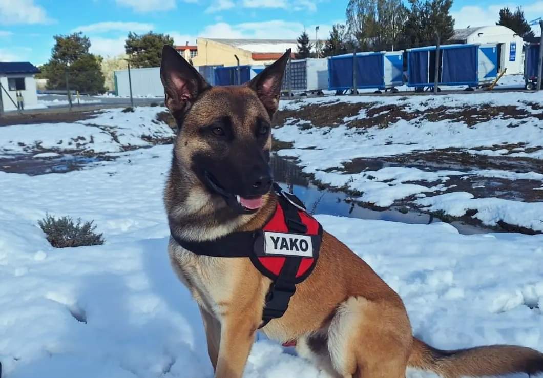 Yako marcó un antes y un después: el perro de Funes que ahora también está listo para rescatar desde el aire